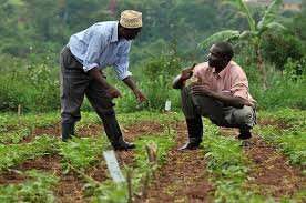 Nigeria’s Rising Cost of Food Sparks New Wave of Urban Farming